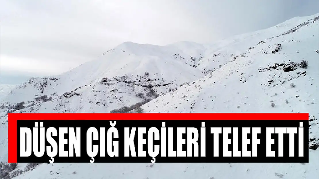 Düşen çığ keçileri telef etti