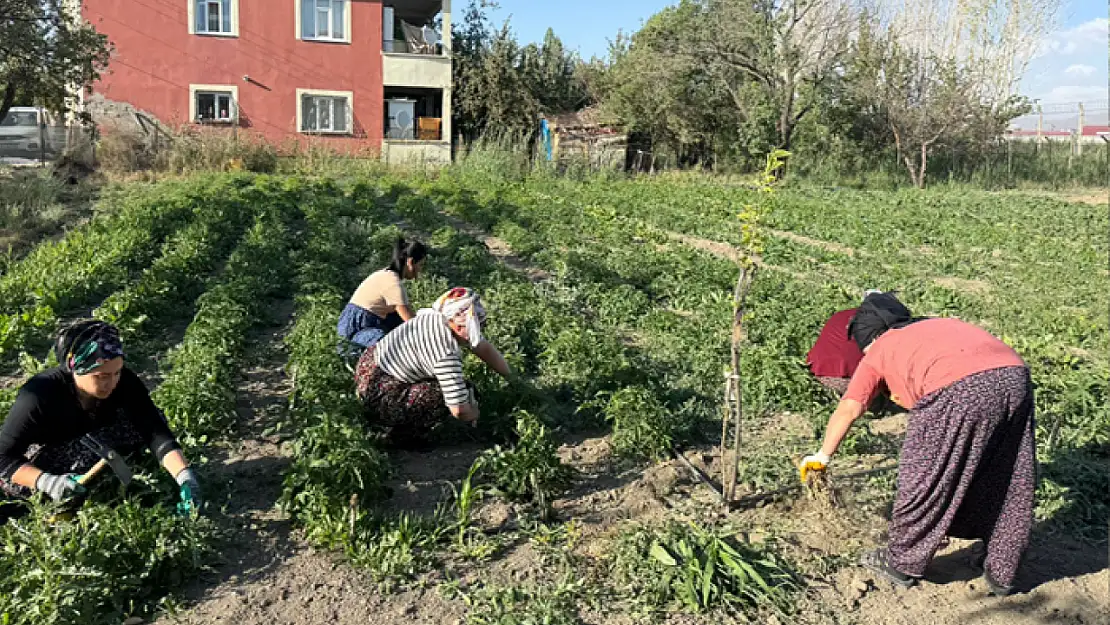 Edremit'te kadınların emeğiyle büyüyen kent bostanı