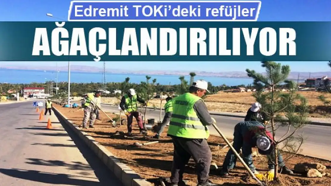 TOKİ'deki refüjler ağaçlandırılıyor