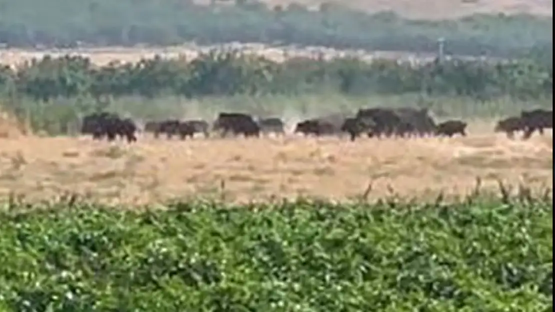 Elazığ'da domuz sürüsü görüntülendi