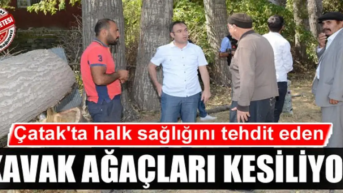 Çatak'ta halk sağlığını tehdit eden kavak ağaçları kesiliyor 