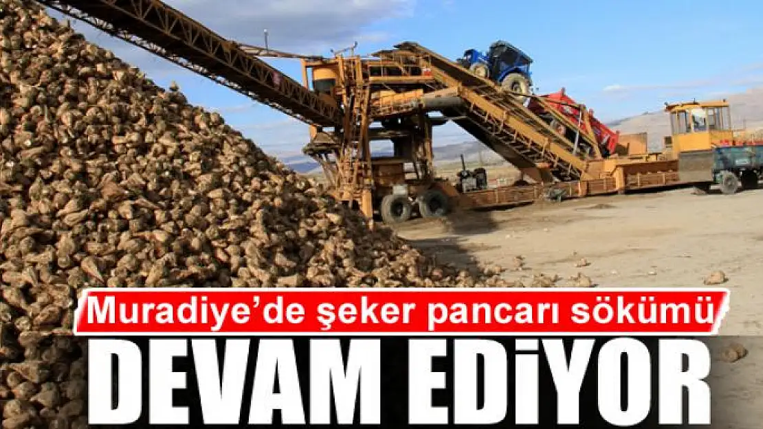 Muradiye'de şeker pancarı sökümü devam ediyor