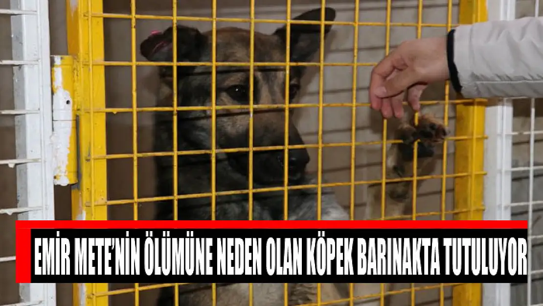 Emir Mete'nin ölümüne neden olan köpek barınakta tutuluyor