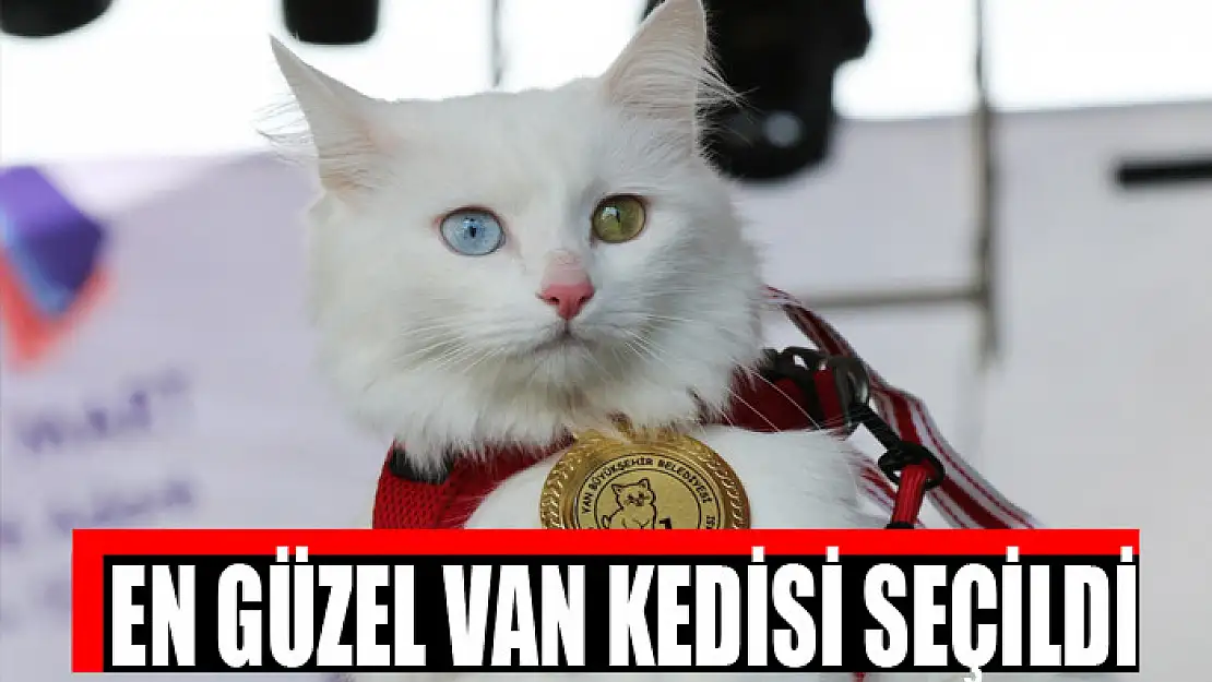 EN GÜZEL VAN KEDİSİ SEÇİLDİ