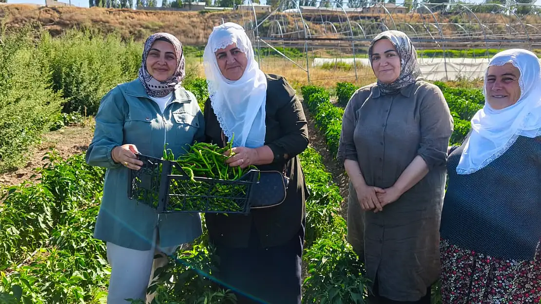 Erciş'te kadın kent bostanı'nda ilk hasat sevinci