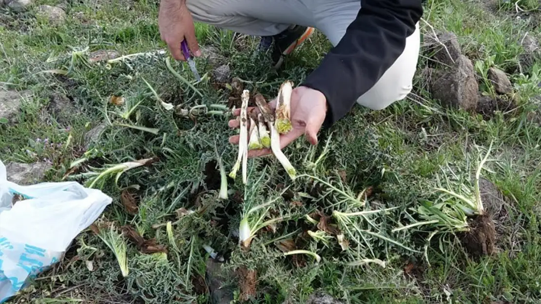 Erciş'te kenger bitkisine yoğun ilgi