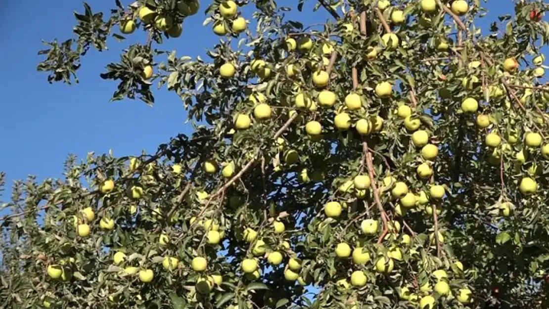 Erciş'te kışlık elma hasadı başladı