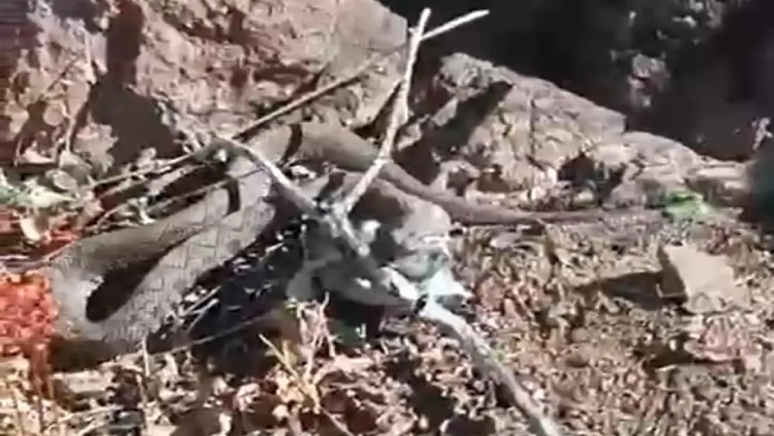 Erek Dağı'nda zehirli radde engereği görüntülendi