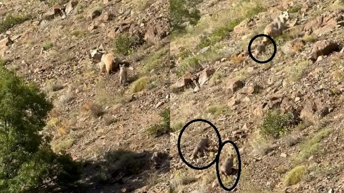 Erzincan'da anne ayı ve 3 yavrusu görüntülendi
