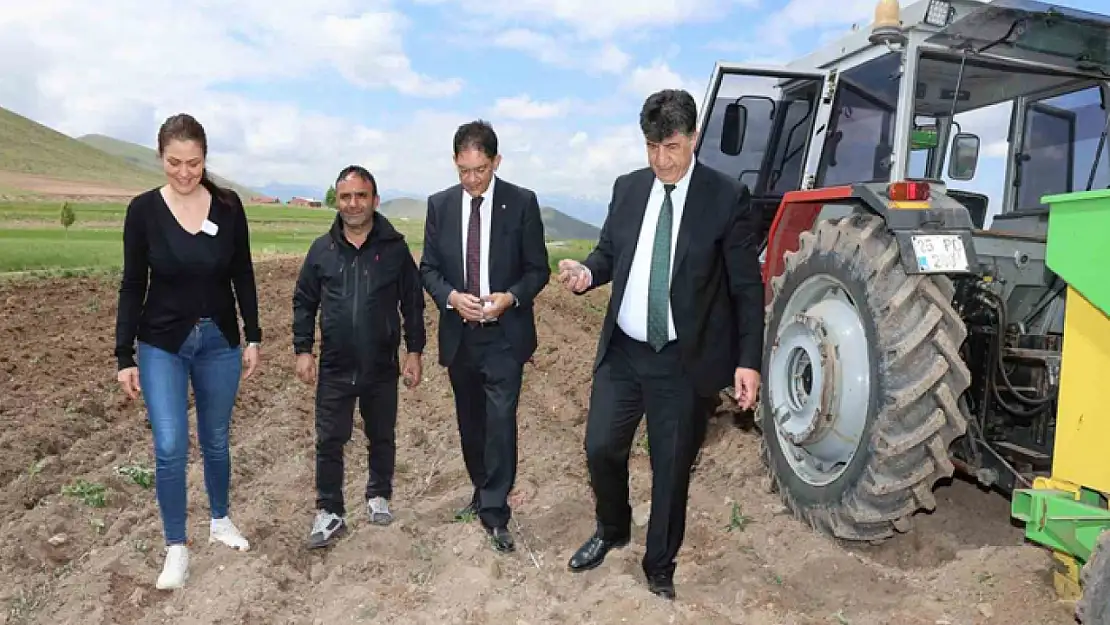 Erzurum'da ilk defa mor patates ekimi yapıldı