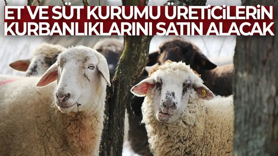 Et ve Süt Kurumu, üreticilerin kurbanlıklarını satın alacak