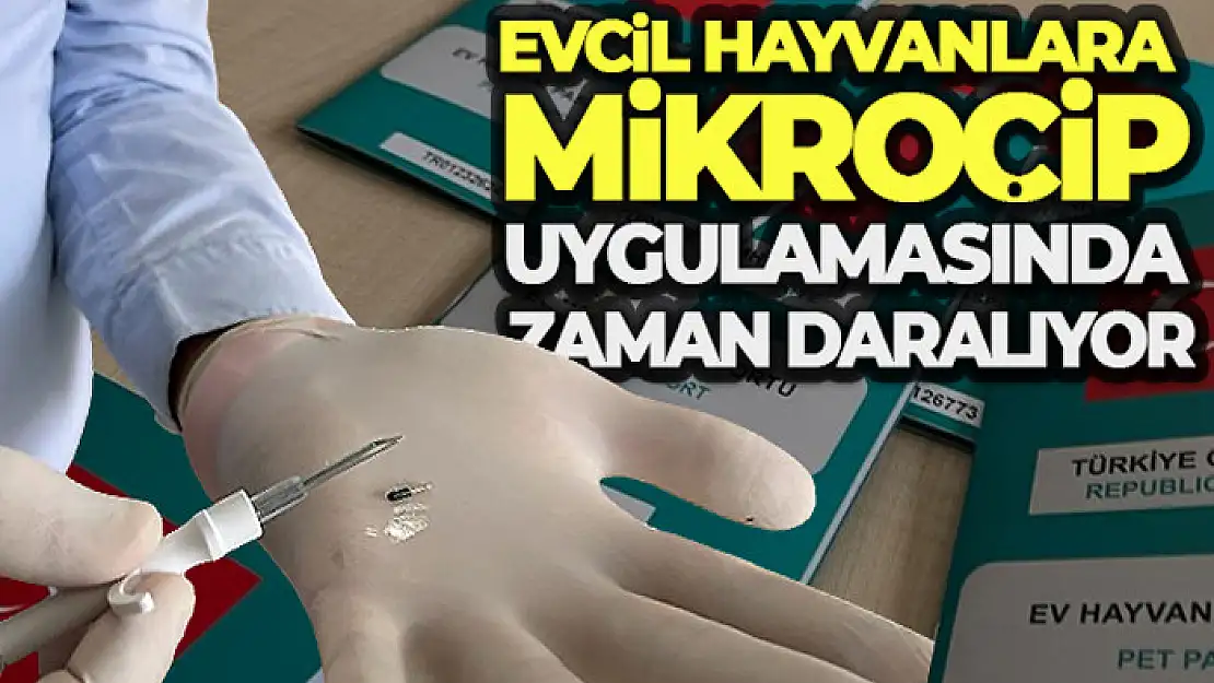 Evcil hayvanlara mikroçip uygulamasında zaman daralıyor