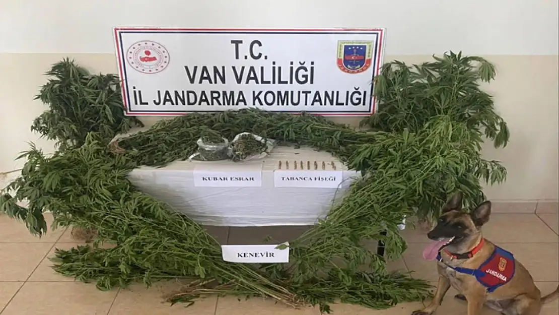 Evin çatısına kenevir ekti