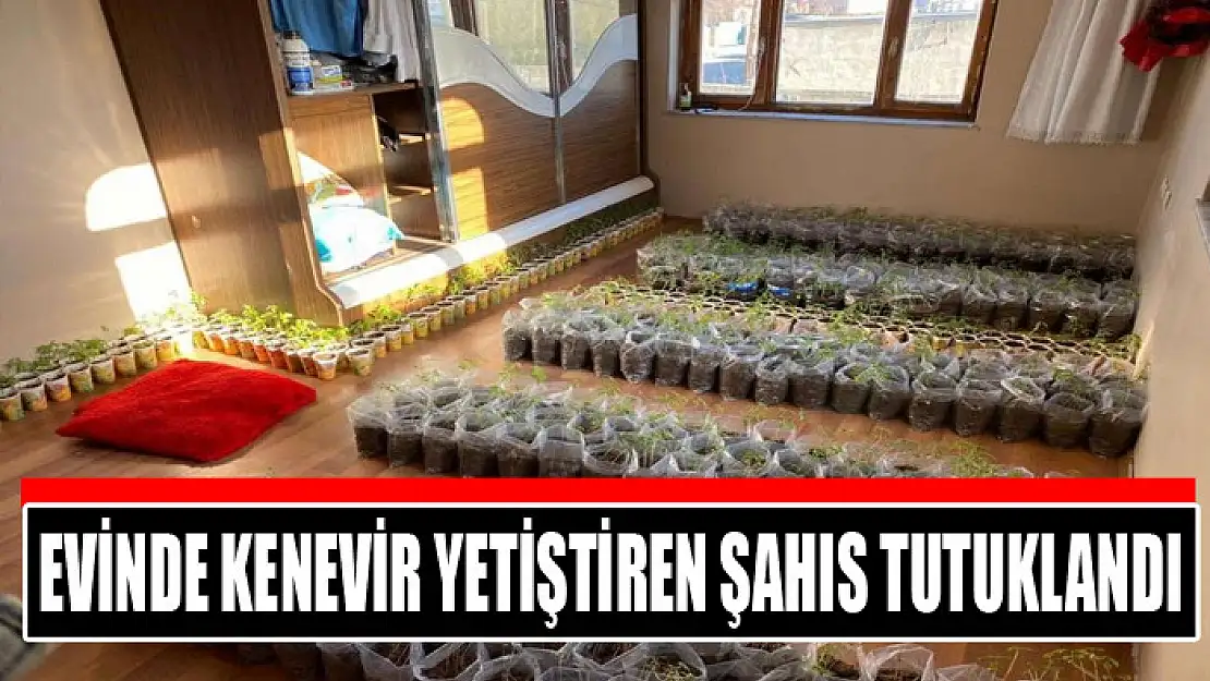 Evinde kenevir yetiştiren şahıs tutuklandı