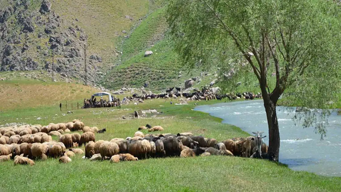 Faraşin Yaylasına ulaşan göçerler, ilk süt sağımını yaptı