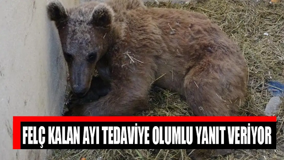 Felç kalan ayı tedaviye olumlu yanıt veriyor