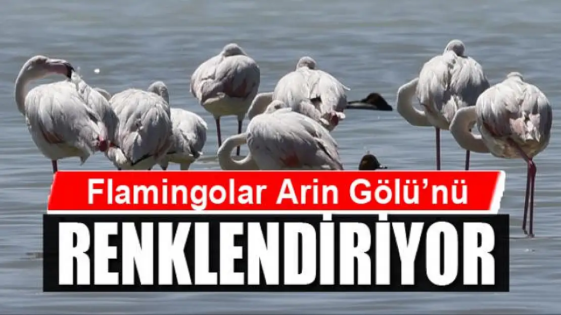 Flamingolar Arin Gölü'nü renklendiriyor