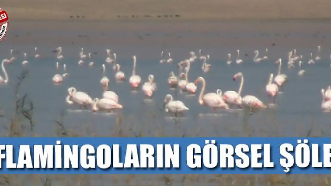 Flamingoların görsel şöleni 