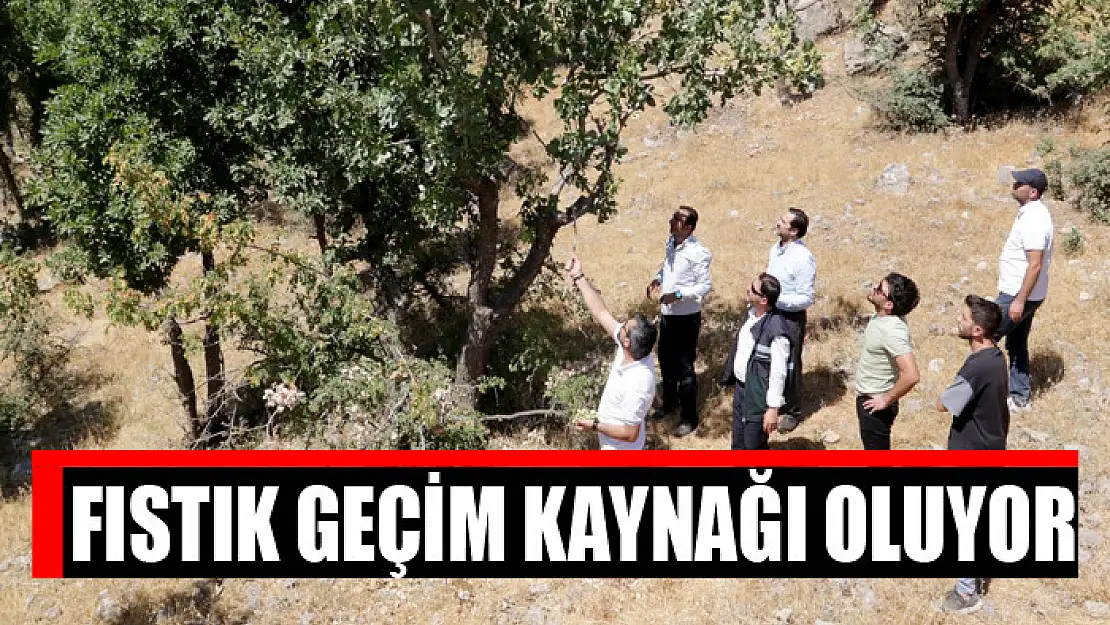 Fıstık geçim kaynağı oluyor