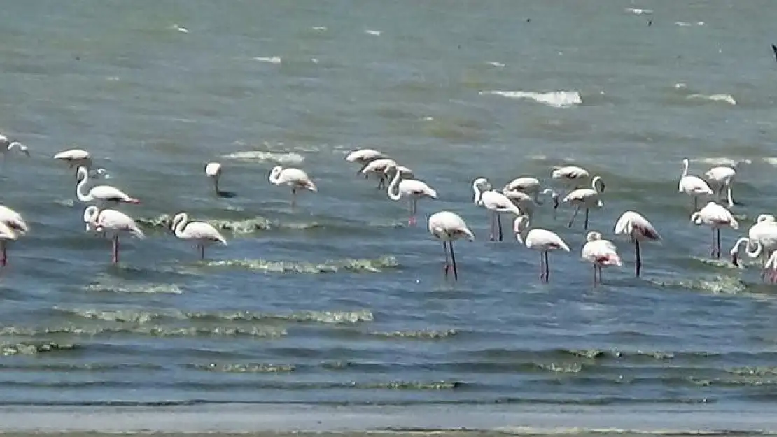 Flamingolar Erçek Gölü'ne gelmeye başladı
