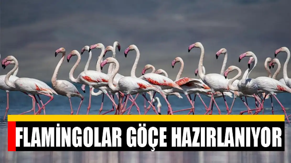 FLAMİNGOLAR GÖÇE HAZIRLANIYOR