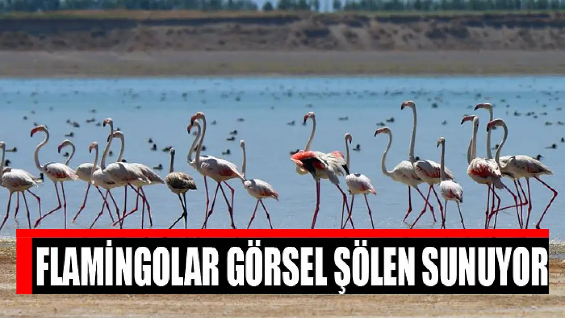 Flamingolar görsel şölen sunuyor