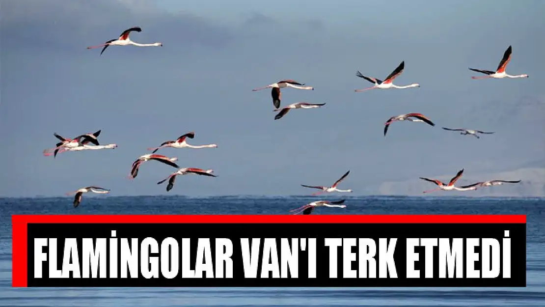 Flamingolar Van'ı terk etmedi