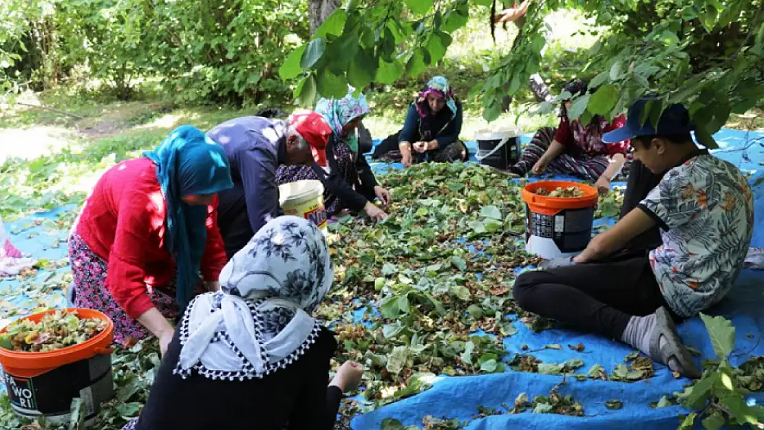 Gevaş'ta 'olmaz' denilen fındığın hasadına başlandı