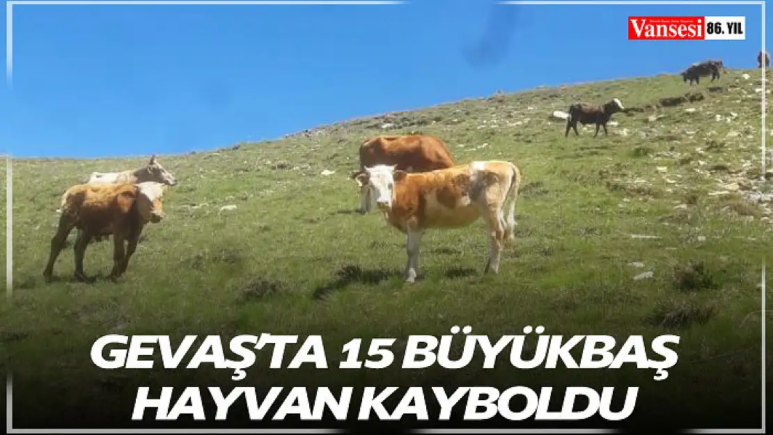 Gevaş'ta 15 büyükbaş hayvan kayboldu