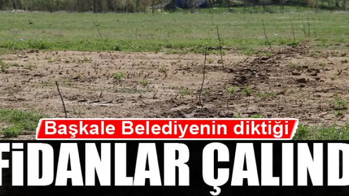 Belediyenin diktiği fidanlar çalındı