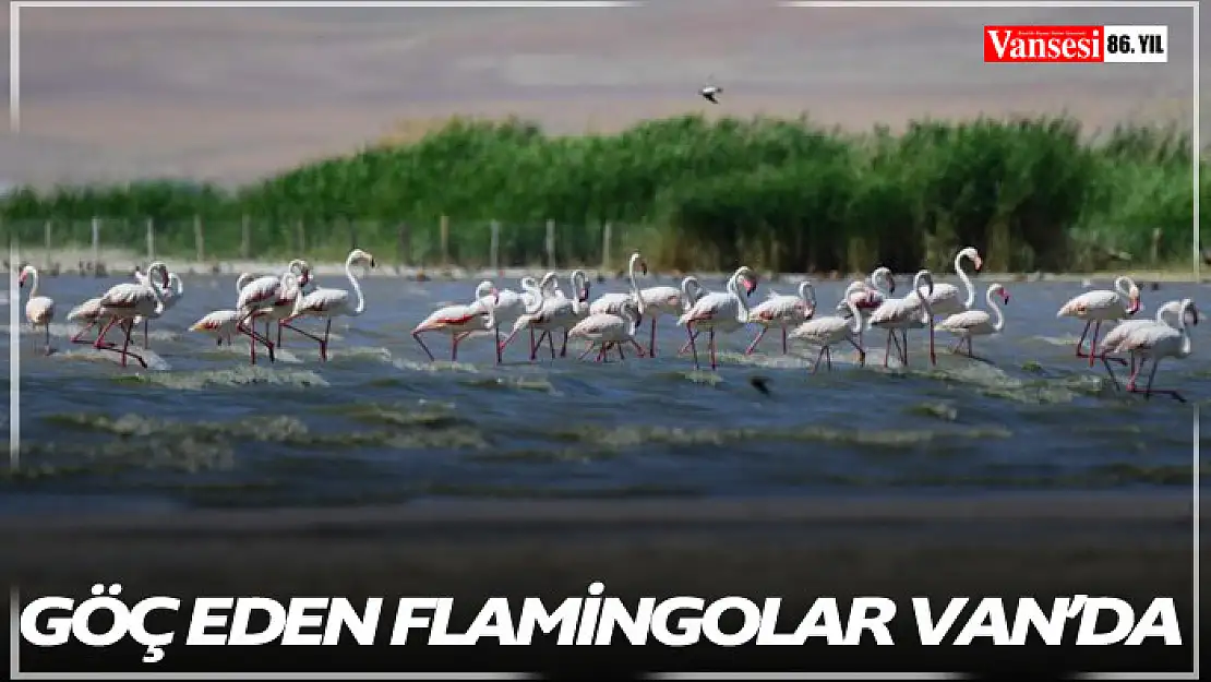 Göç eden Flamingolar Van'da