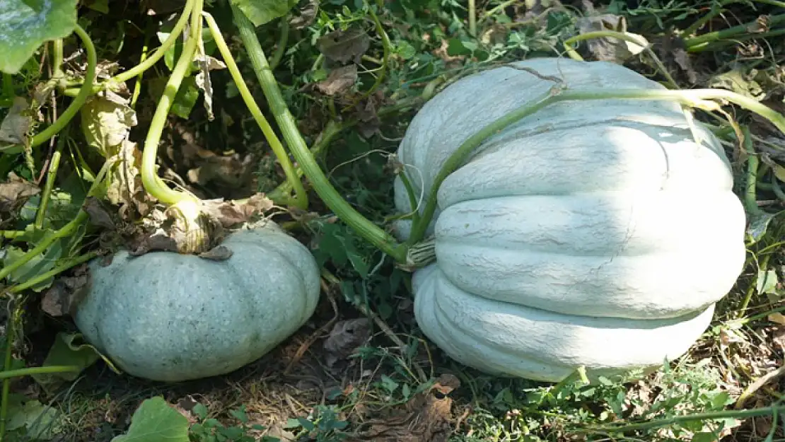 Görenler hayrete düşüyor! Tam 50 kilo ağırlığında