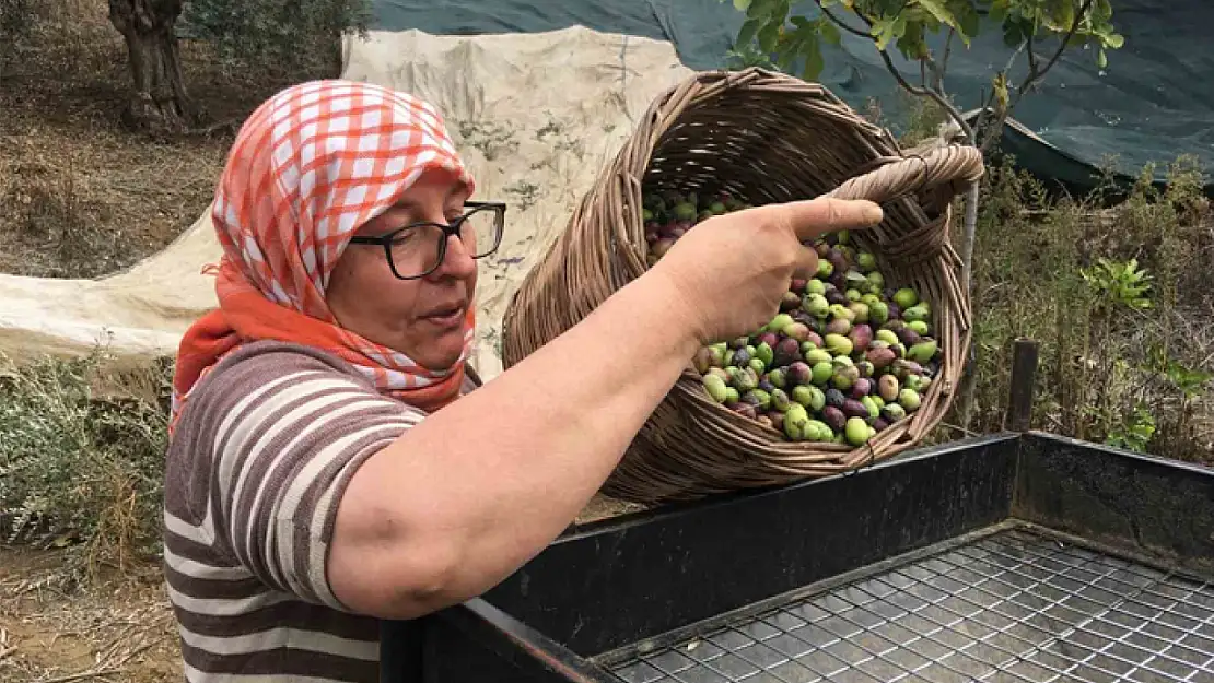 Günlük 3 bin liraya çalışacak zeytin işçisi bulunamıyor