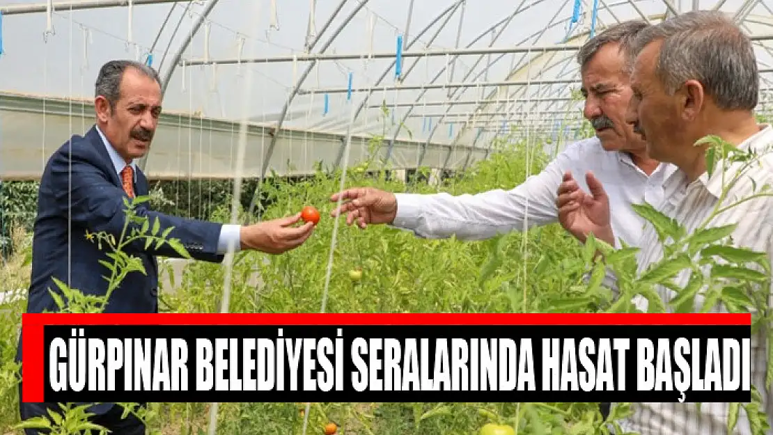 Gürpınar Belediyesi seralarında hasat başladı