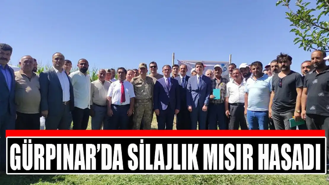 Gürpınar'da silajlık mısır hasadı