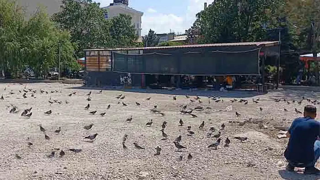 Güvercinler Ahmed-i Hani Parkı'nı mesken tuttu