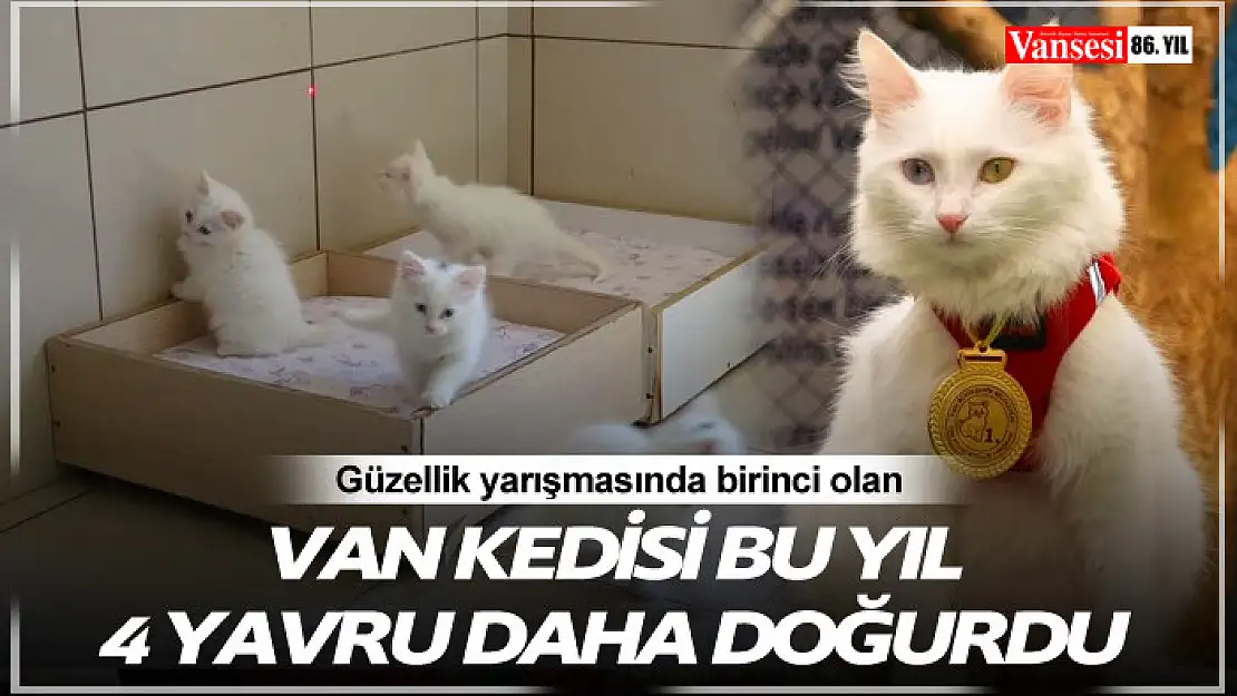 Güzellik birincisi Van kedisi bu yıl 4 yavru daha doğurdu