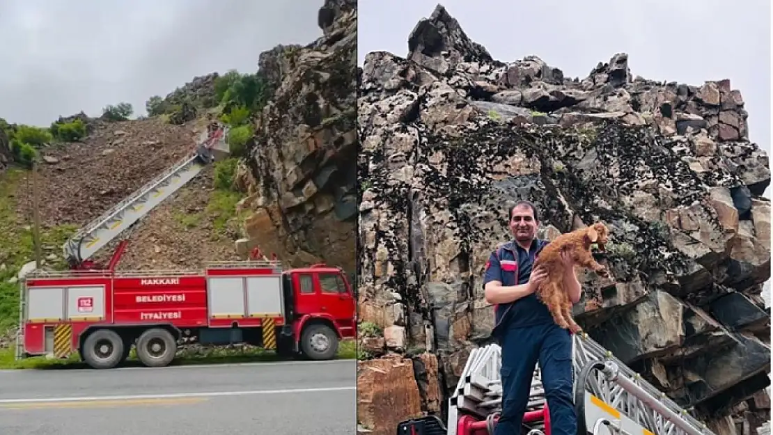 Hakkari'de kayalıklarda mahsur kalan keçi yavrusu kurtarıldı