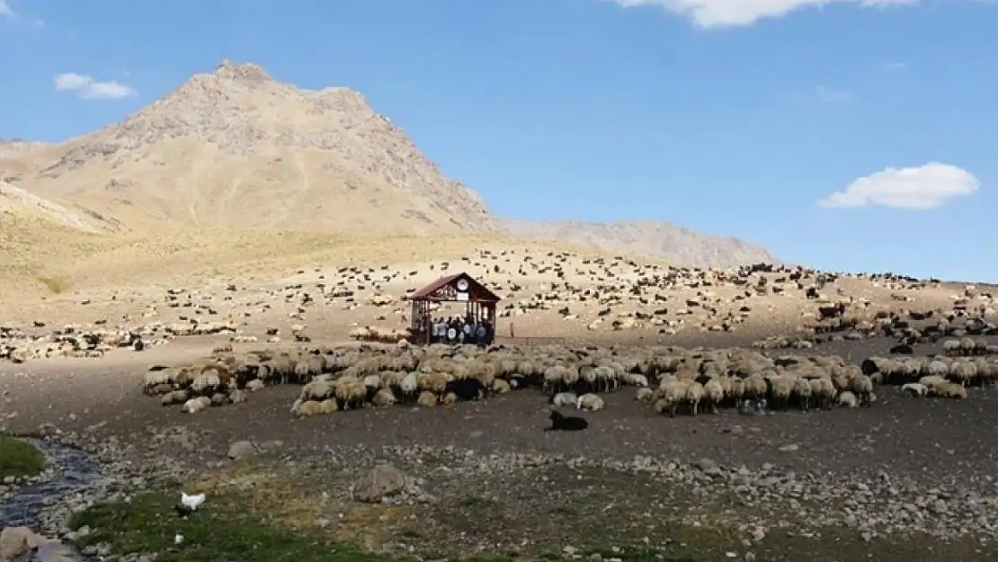 Hakkari'de Şap hastalığı karantinası sona erdi