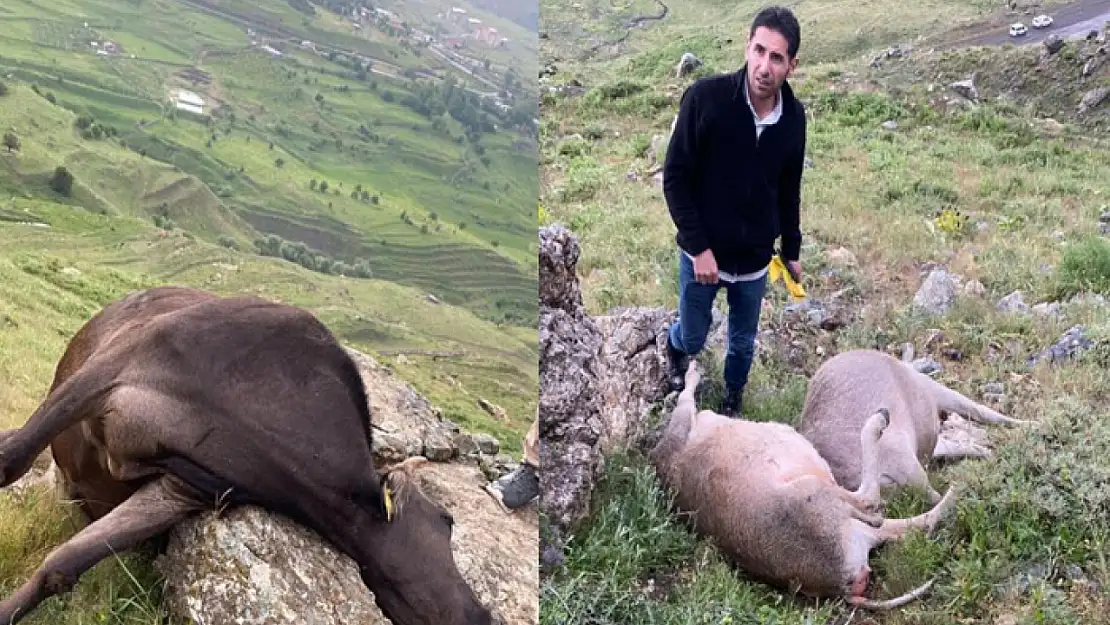 Hakkari'de yıldırım düşmesi sonucu 3 inek telef oldu
