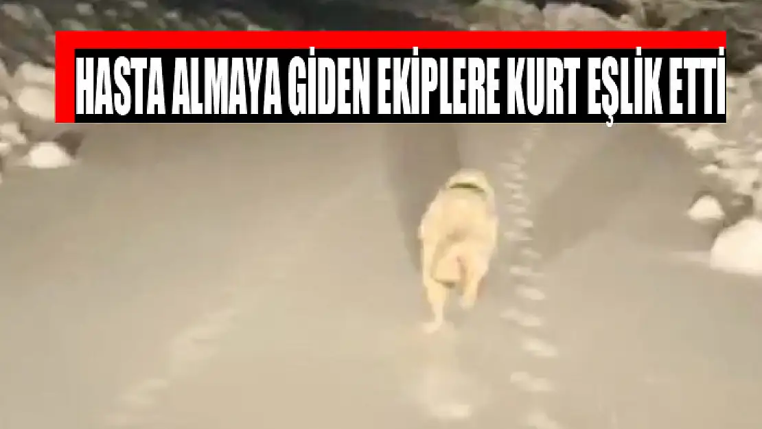 Hasta almaya giden ekiplere kurt eşlik etti