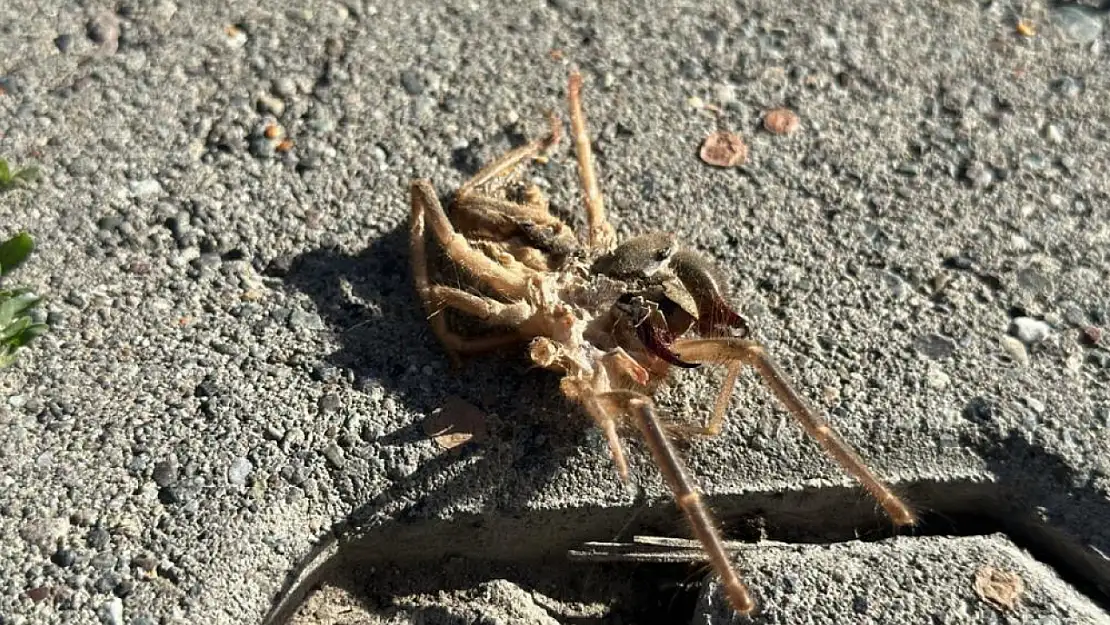 Havaların ısınmasıyla 'Sarıkız' örümceği ortaya çıktı