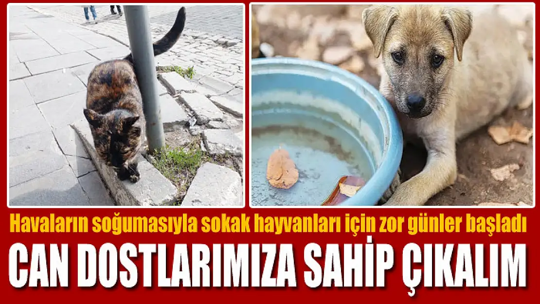 Havaların soğumasıyla sokak hayvanları için zor günler başladı