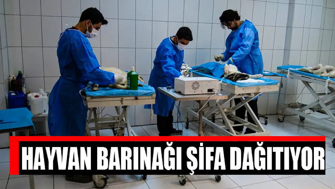 Hayvan barınağı şifa dağıtıyor