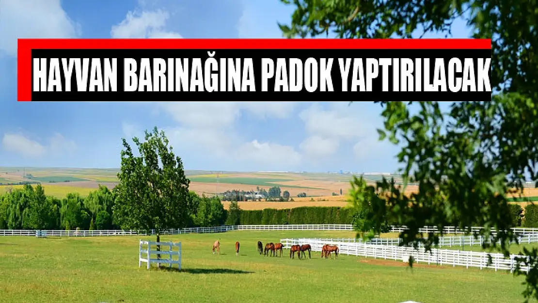 Hayvan barınağına padok yaptırılacak