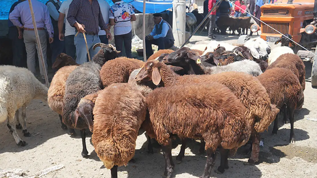 Hayvan pazarı çarşıya taşındı: Sıkı pazarlıklar başladı