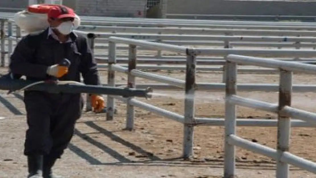 VAN'DA ŞAP HASTALIĞI KORKUTUYOR