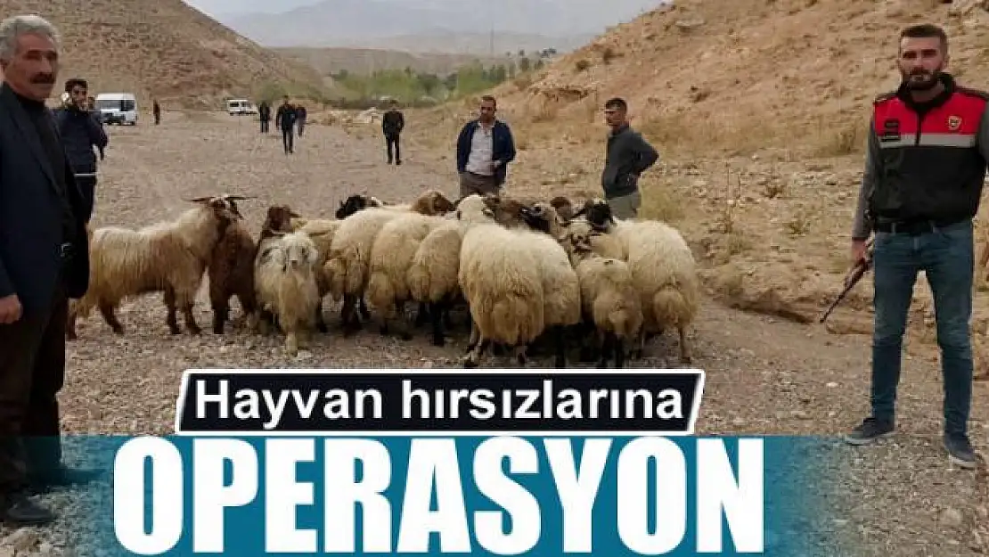 Jandarma'dan hayvan hırsızlarına operasyon