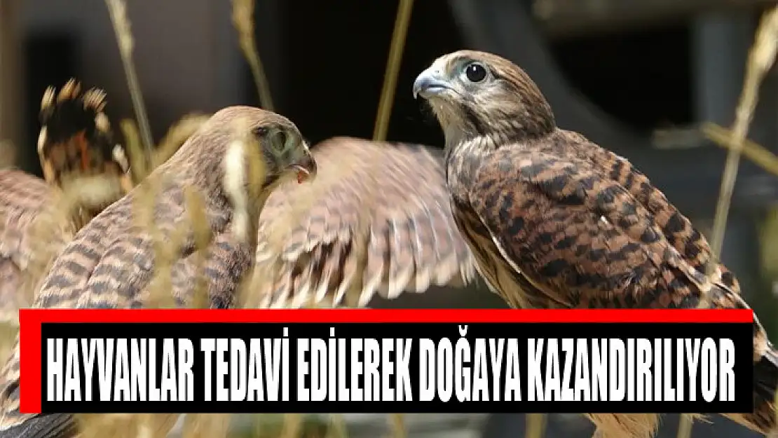 Hayvanlar tedavi edilerek doğaya kazandırılıyor