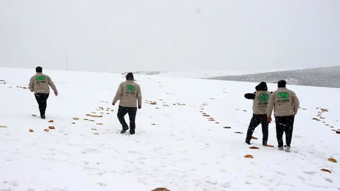 Hayvanların doğada aç kalmaması için çalışma yaptılar